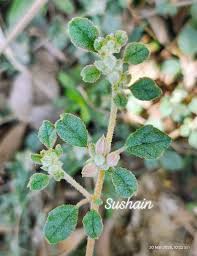 Image result for Glinus hirtus