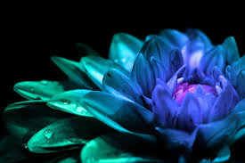 Blue and purple flowers background. Hd Wallpaper Purple Petaled Flower Flowers Colorful Closeup Petals Blue Flowers Wallpaper Flare