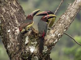 Image result for Ozoroa viridis