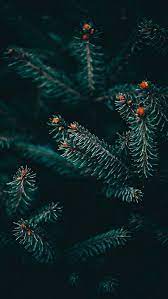 44 Winter Iphone Wallpaper Ideas Winter Backgrounds Free Download Iphone Wallpaper Winter Tree Wallpaper Iphone Wallpaper Iphone Christmas