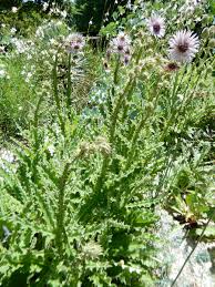 Image result for Berkheya speciosa