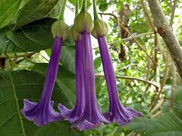 Image result for Iochroma