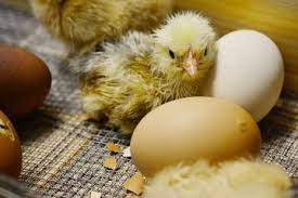 Maybe you would like to learn more about one of these? Sebelum Menetas Bagaimana Caranya Anak Ayam Bernapas Di Dalam Telur Ya Akubacaakutahu Semua Halaman Bobo