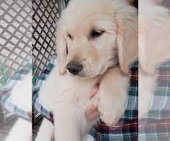 All of the them were female. Pin On Puppies