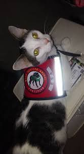 I'm from the hattiesburg area and i need help finding people's to support and love on. I Has My Work Vest Now Neeko The Emotional Support Cat Facebook