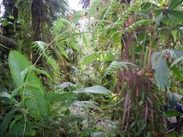 Image result for Blotiella