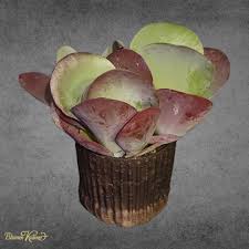 Image result for Kalanchoe thyrsiflora