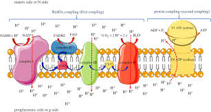 Pin On Ibiologia