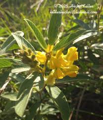 Image result for Eriosema flexuosum