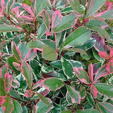 Feuillage Vert Et Rose Fluo Du Photinia Pink Marble Arbustes Rouges Feuillage Arbuste