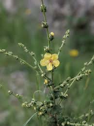 Image result for Scrophulariaceae