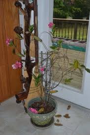 Winterizing Mandevillas Tips For Overwintering A Mandevilla Vine Winter Plants Overwintering Mandevilla Vine