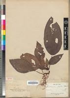 Image result for Ochthocharis dicellandroides