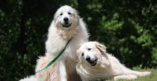 Through the dog's lifetime, the average cost of owning a great pyrenees is $25,170. Great Pyrenees Rescue Of Atlanta Gpra