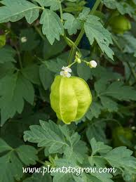 Image result for Cardiospermum halicacabum