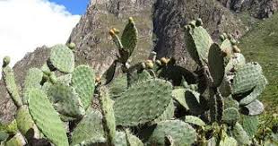 Old Time Remedies Health And Wellness Jamaican Tuna Plant And Its Benefits Plant Benefits Plants Tuna Benefits