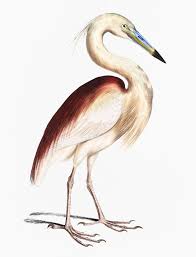 Public Domain Marone Backed Heron Ardea Grayii From Illustrations Of Indian Zoology 18 Vintage Bird Illustration Bird Illustration Animal Illustration Art