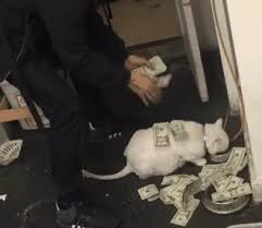 Cat Money Gif Cat Money Rain Gifs Funny Koala Cats Cat Memes Falling money gif | money gif tumblr money animated gif. gif cat money rain gifs funny koala