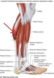 Before getting into an extended discussion of sore calves, it helps to know the basic anatomy of your lower leg. Lower Leg Muscle Pics Flashcards Quizlet