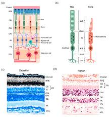 Learn about using your eye complete your first contact lens purchase and you can reorder next time with just one click. Jdb Free Full Text Metabolism In The Zebrafish Retina Html