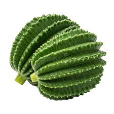 Image result for Telfairia