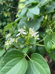 Image result for Galium scabrellum