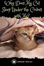 Why Does My Cat Sleep Under The Covers With Me Upgrade Your Cat In 2020 Cat Sleeping Cats Cat Behavior