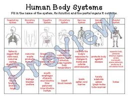 Human Body Systems Chart Function Parts