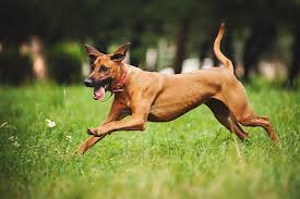 Image result for rhodéský ridgeback
