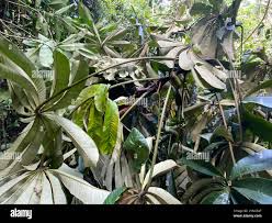 Image result for Musanga