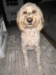 Homemade diet for 40-50 lb golden doodle