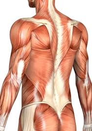 Muscle that adducts, internally rotates and flexes the arm is called: Masters Photo Torso Back Muscles 1 The Putney Clinic Of Physical Therapy