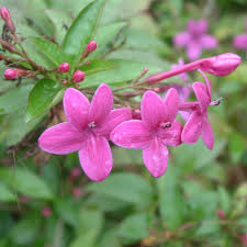 Image result for Eranthemum laxiflorum