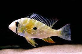 These fish vary so much in habitat and behavior that it is impossible to discuss them as a group. Frequently Asked Questions On South American Cichlids Practical Fishkeeping