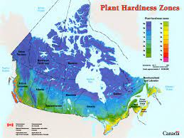 Use this initiative to form teams around a problem and invite your community to participate. What Do Plant Hardiness Zones Mean Bylands Nurseries Ltd