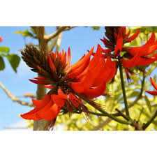 Image result for Erythrina × coddii