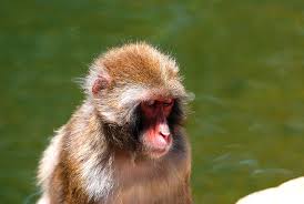Check spelling or type a new query. Japanese Macaque Animal Facts Macaca Fuscata Az Animals