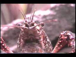 Crayfish are prized culinary treats in europe. Singing Crawdad Youtube