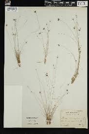 Image result for Ascolepis pusilla