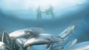 May 12, 2021 · peter jackson's hit mystery film, which stars saoirse ronan, stanley tucci, and mark wahlberg, sure sounds like an afterlife fantasy. Sainsbury S Predicts Great Leap In Salmon Sales This Easter News The Grocer