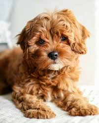 Don't miss what's happening in your neighborhood. Cavapoo Puppies For Adoption And Sale Home Facebook