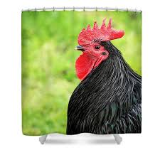 Black Rooster Shower Curtains Fine Art America