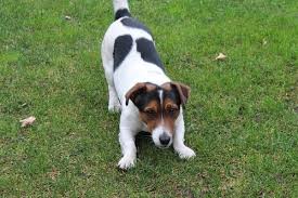 Growth Jack Russell Puppy Weight Chart Jack Russell
