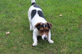 growth jack russell puppy weight chart jack russell