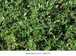 A globally distributed species complex, p. Common Purslane Or Pigweed Portulaca Oleracea Succulent Plant Planting Succulents Portulaca Oleracea Plants