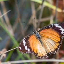 Image result for Mitrasacmopsis