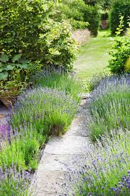 We did not find results for: 15 Easy Garden Plants To Grow Cheap Hardy Plant Ideas