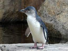 The emperor penguin (aptenodytes forsteri) an endemic species to antarctica. Little Blue Penguins Are Starving To Death