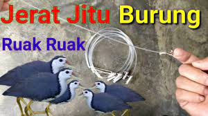 We were particularly interested in the long legged brown bird which is normally found near waters, like the padi fields. Tutorial Membuat Jerat Burung Ruak Ruak Tutorial Make Trap Youtube