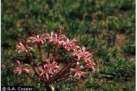 Image result for Ammocharis tinneana